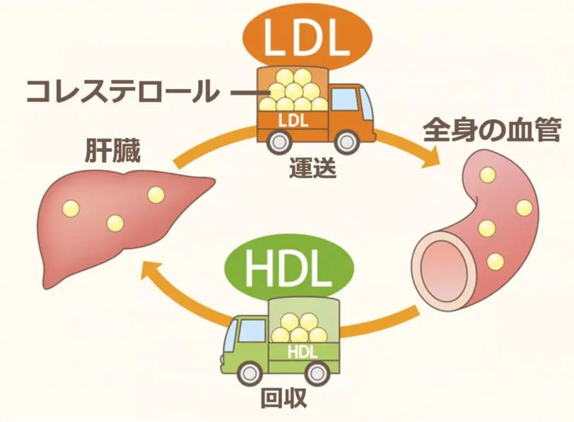 LDL・HDLコレステロールのはたらき